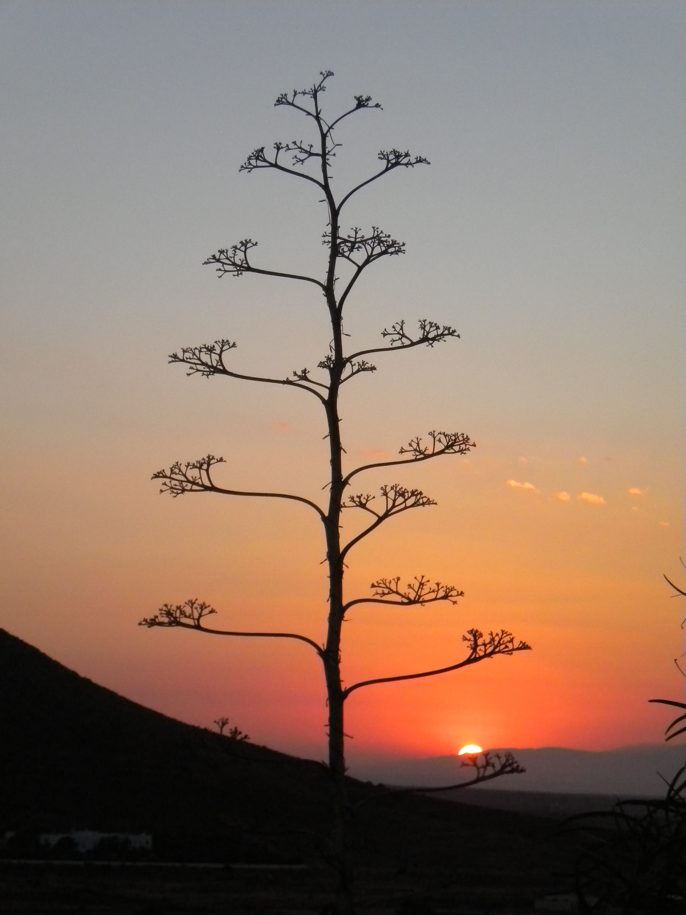 Pita vor Sonnenuntergang
